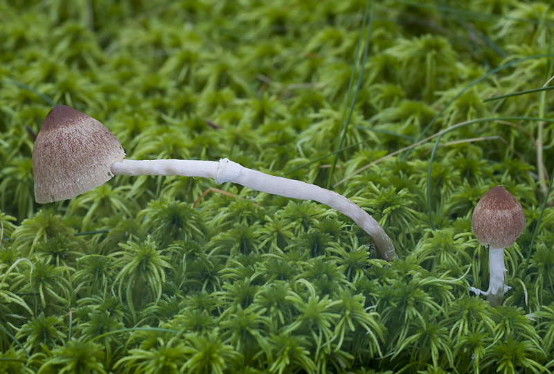 Psathyrella sphagnicola